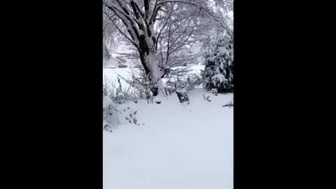 Snow in Switzerland is a bitter winter