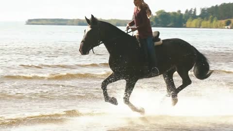 Galloping horse with a female rider on a beach at the waters edge on a sunny day