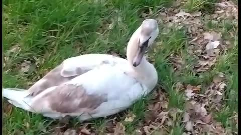 Young mute swan