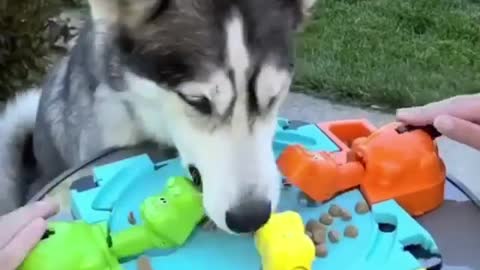 husky playing food fight with toys