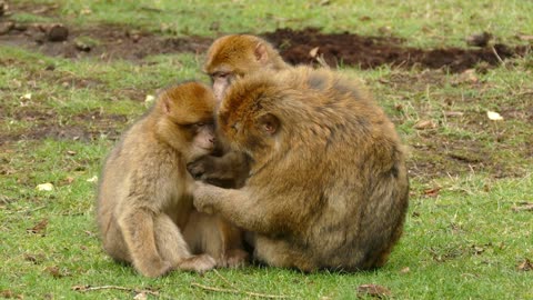 MONKEY CARING HER BABY