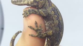 Cute Little Gargoyle Gecko