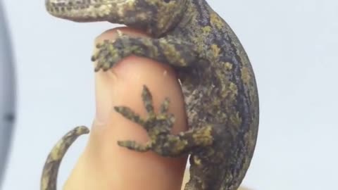 Cute Little Gargoyle Gecko