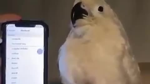 A parrot dance with cellphone ringtones
