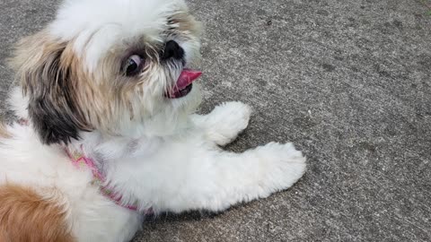 It's Tongue Tuesday (Featuring Rosie The Shihtzu And Her Tongue)