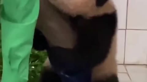 Baby panda glued to zookeeper dragging her around