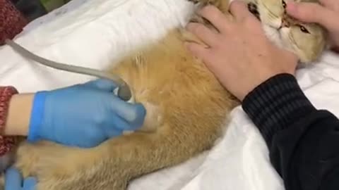 Beautiful cat taking an ultrasound exam at the veterinary clinic.