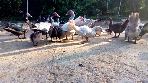 Hungry African Ducks On Farm