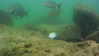 Sheepshead & many other fish – Filmed Jetty Park Pier Port Canaveral