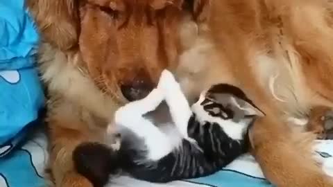 Dog and cat are friends