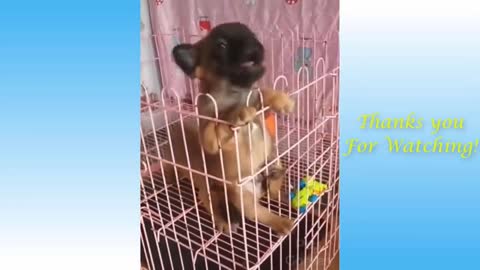 I Love Pets - Funny Pets Video Clips #Funny Pets