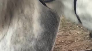 Hilarious smiling horse to brighten quarantine