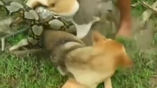 These brave children decided to tackle a snake trying to hunt and kill a dog