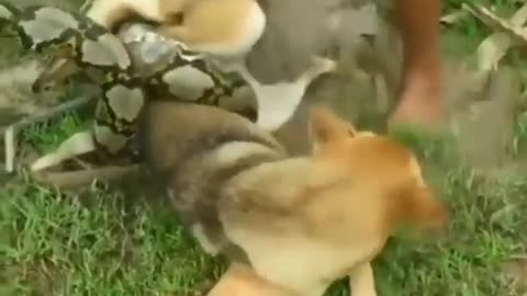 These brave children decided to tackle a snake trying to hunt and kill a dog