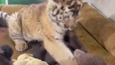 Tiger baby and Bear baby funny video😄😄😄😄😄