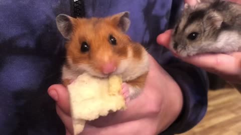 Chubby hamster loves shoving food in her cheeks