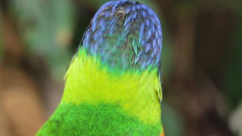 Beautiful parrot bird when it is free