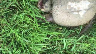 Snapping turtle