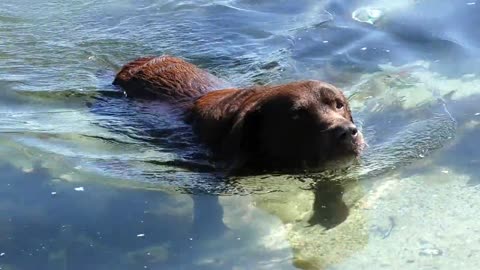 Labrador Dog Swimming Smoothly☻☻☻