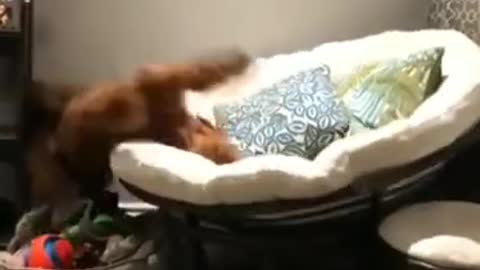 the dog gets out of the bed