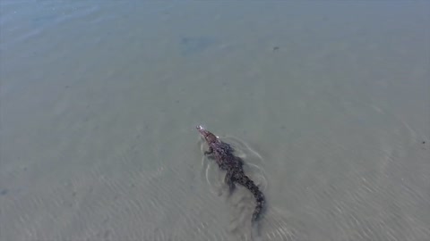 Bull Shark swims by huge Saltwater Crocodile - 4K Drone Footage -