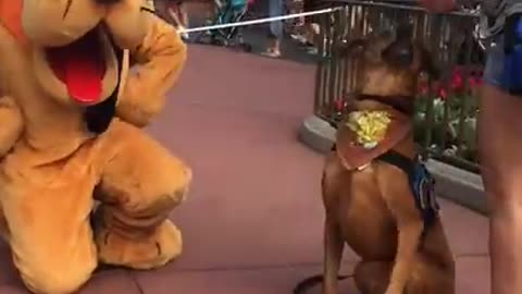 Service Dog Cannot Contain Excitement Upon Meeting Pluto At Disneyland