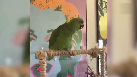 Happy Parrot and Dog