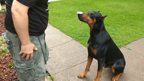 Doberman balances fidget spinner on nose