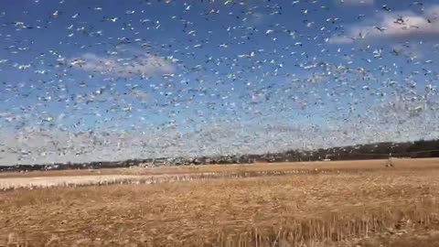 Goose Migration On The Farm
