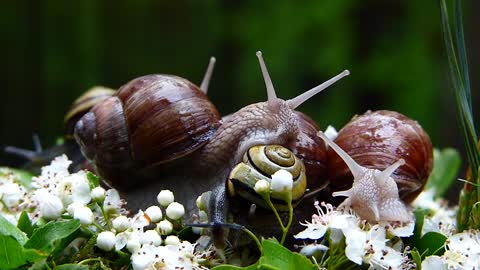 How does a snail marry