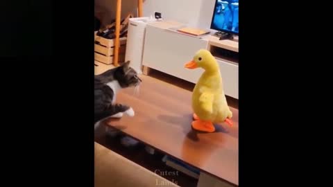 Must watch this cute and funny video