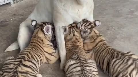 A dog feeding tiger cubs