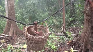 Los incendios amenazan el hábitat de los orangutanes en Indonesia