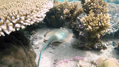 Marine Life is so beautiful