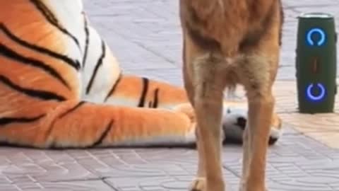 fake tiger vs dog/see what happen