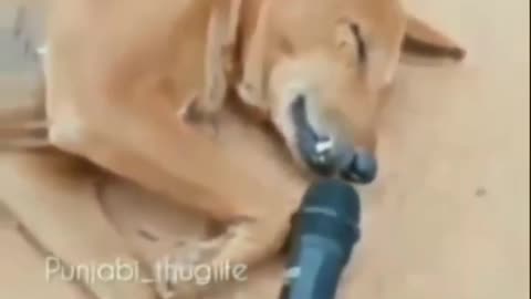 dog snoring funny.😂😂😂😂😂 real voice . (unlimited topics)
