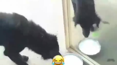 How Dogs Act when in front of Mirror