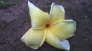 A white and yellow plumeria flower fallen to the ground, due to rain [Nature & Animals]