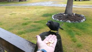 Stellar Jay, Hungry Moose, and Playful Cat Enjoy Rainfall