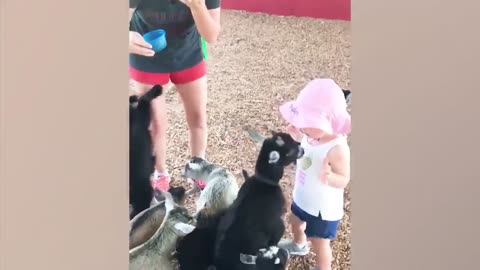 Beautiful to See The Joy of Babies Playing with Animals, Amazing Videos