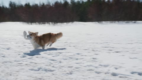 Cute dog corgi playing in the snow