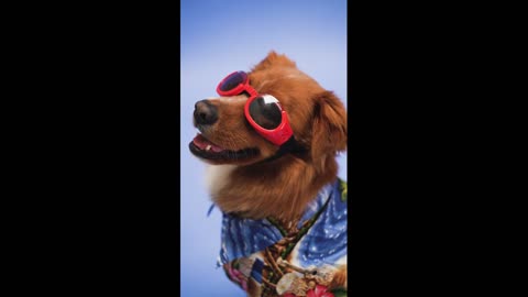 Crazy Funny Dog in Fashion Show