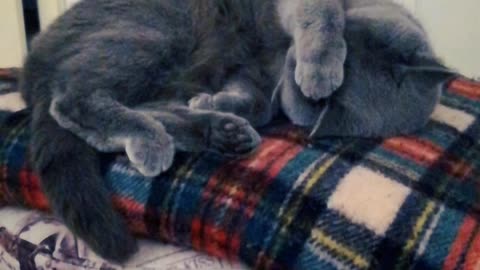 A British Shorthair Cat Sleeping Like a Baby