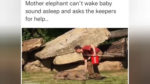 Elephant Mom asks the Instructor to wake up the baby