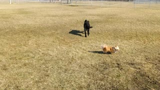 Dog Park Fun