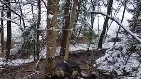 Determined German Shepherd rips down huge tree branch