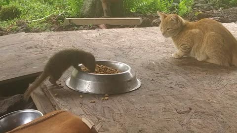 Cat & mongoose, sharing food together...