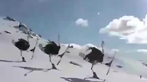 Ostriches Skiing