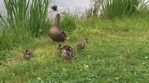 Baby ducks enjoying a walk in the park.