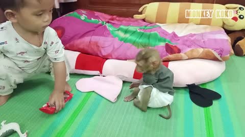 Try Not To Laugh! Monkey Baby Koko and Brother Yuth Fighting For Biscut | Baby Koko Eat Biscuit